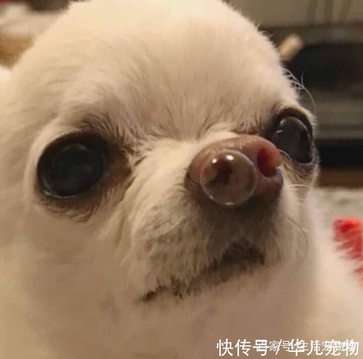 壁纸 动物 狗 狗狗 720_711