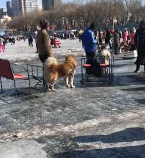 黑心商人是不会在乎狗狗的身体的,希望大家还是少去坐这样的狗拉雪橇