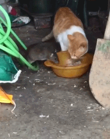 壁纸 动物 狗 狗狗 220_279 gif 动态图 动图