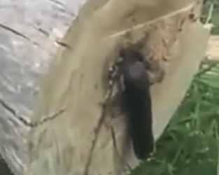 解读梦境中的蛇群，为何你经常梦到好多蛇，吓得要命？