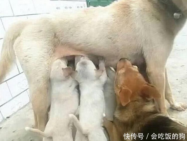 狗妈在给宝宝们喂奶,听见主人笑出猪叫声,低头一看彻底懵了