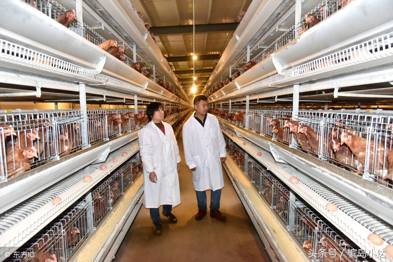 养鸡场的规模越来越标准化,立体化养鸡更加高效,科学预防各种疾病