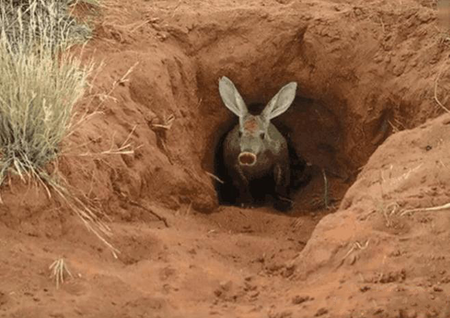 男子野外发现兔子洞,费劲挖开后蹦出的"猪怪",顿时倒吸一口凉气