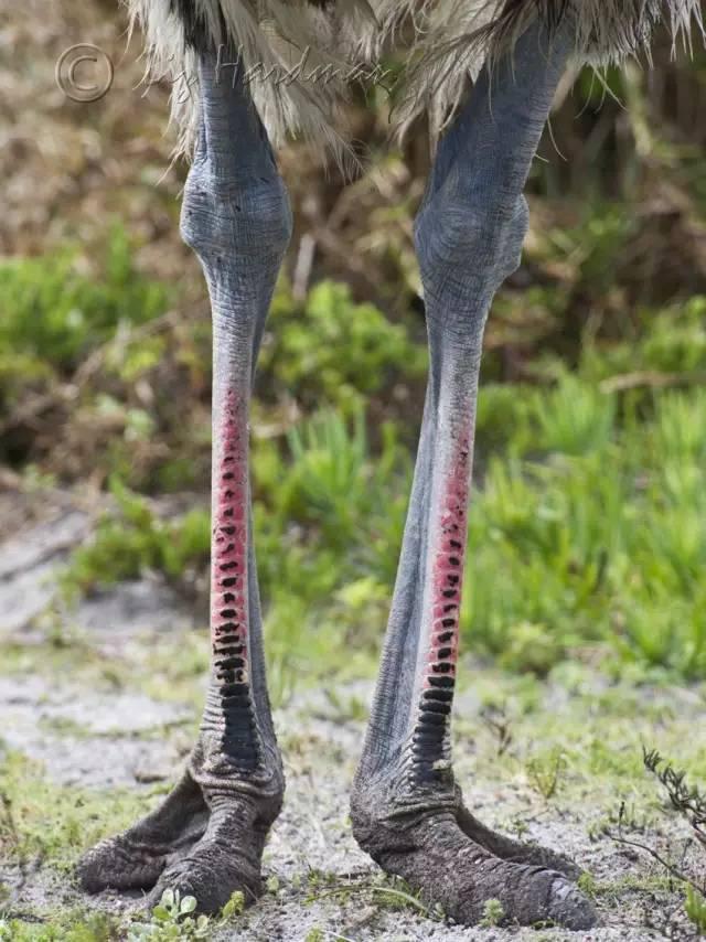 鸵鸟脚皮,英文:ostrich legs leather,皮料是相当少的.