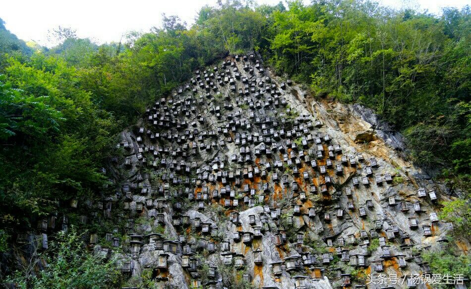 湖北神农架:不知名的高山上惊现"悬棺",是真还是