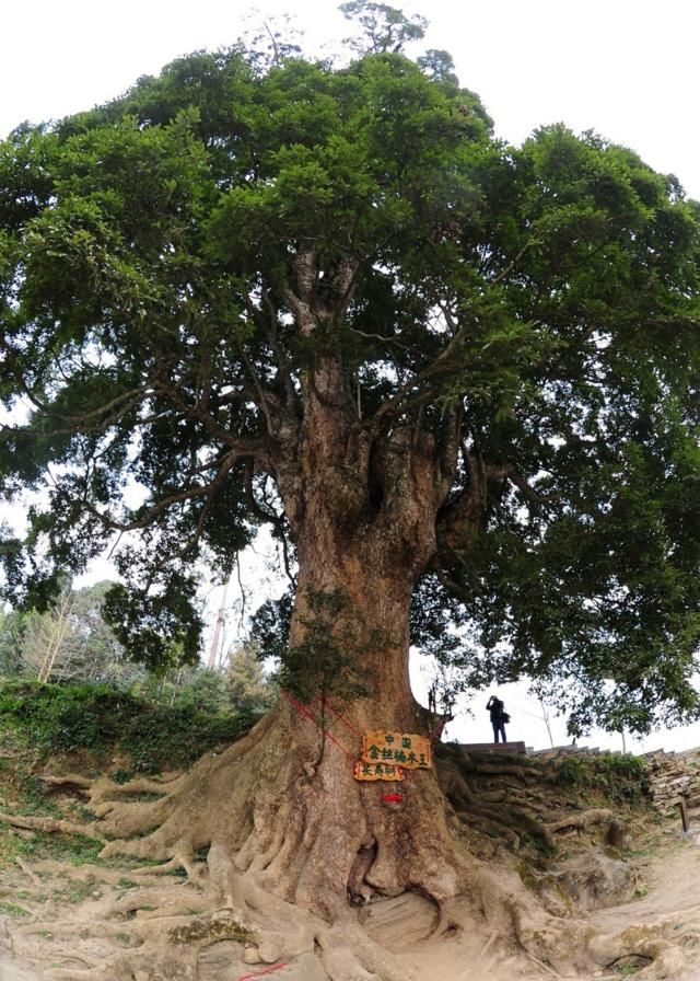 中国最珍贵的树木:树龄超过1300年,被风吹断的树枝都能卖400万