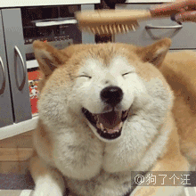 汪星人gif图 : 这是我见过最胖的柴犬了,加肥版表情包