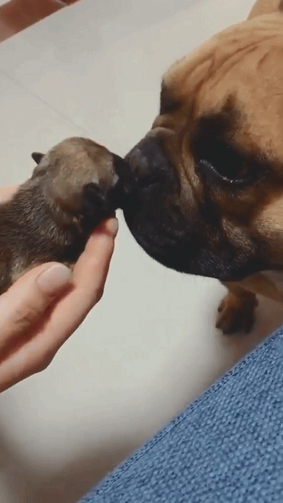 狗狗第一次看到刚出生的宝宝,激动的身体颤抖,竟然流眼泪了