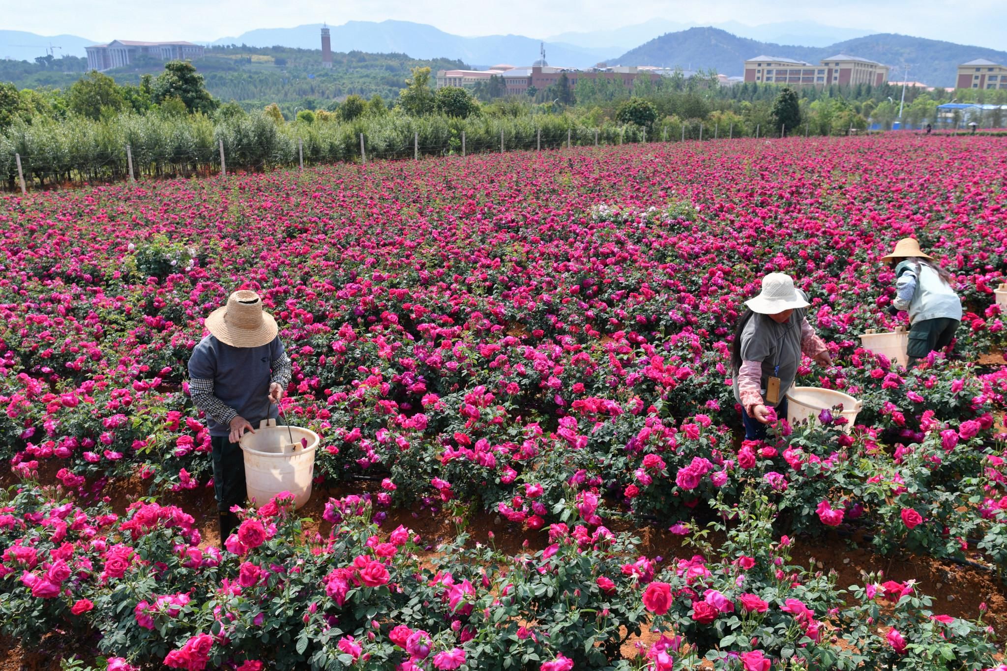 2018年4月18日,位于昆明的云南大学的工作人员在玫瑰园采摘鲜花,供应