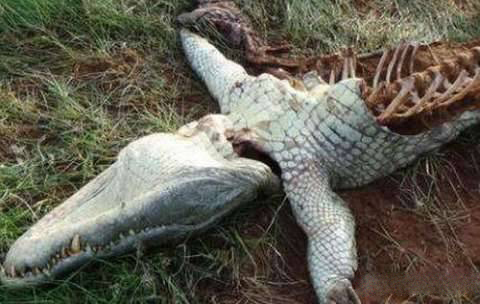 能将鳄鱼咬死的动物是少之又少,工作人员发现这条鳄鱼至少都有4米长