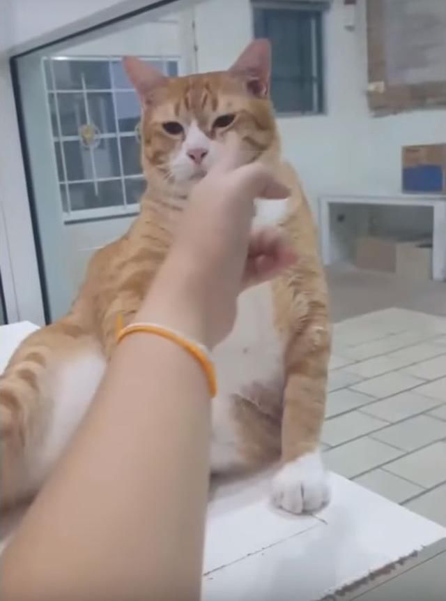 主人一个手势,橘猫立即躺下,就属你俩最会演