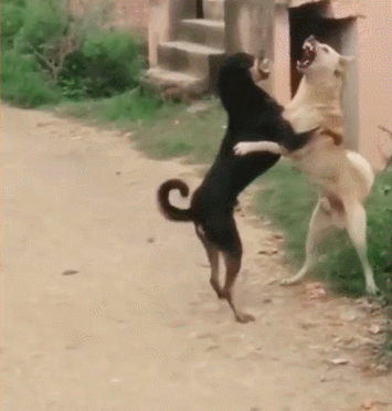 壁纸 动物 狗 狗狗 355_372 gif 动态图 动图