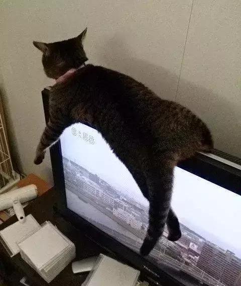 当猫咪乱入电视剧:每一瞬间都很巧妙,时而搞笑感觉心都要萌化了