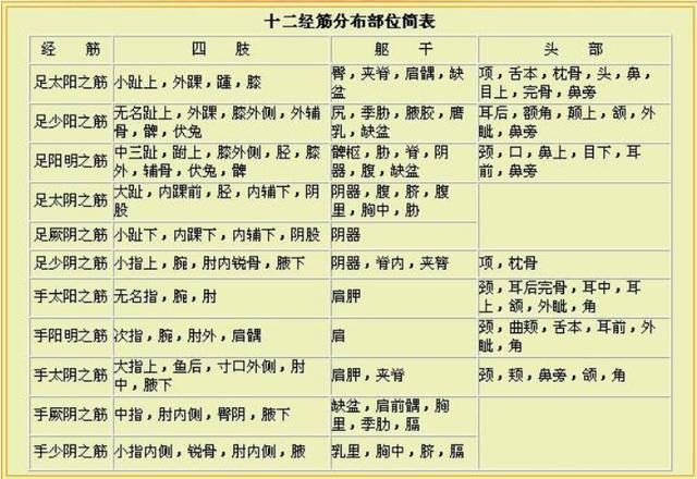 十二经筋的图解