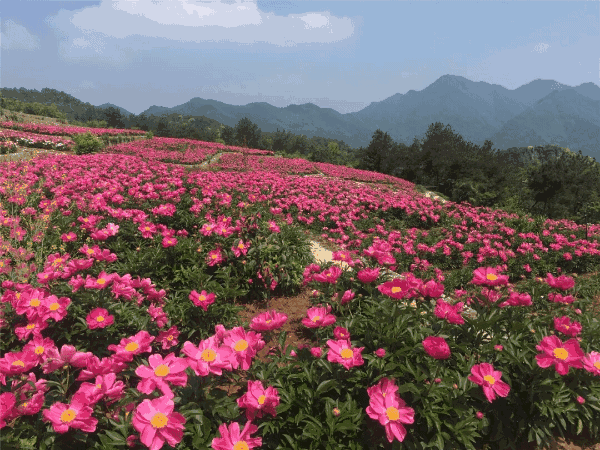 芍药花开,花瓣儿映衬着游客的笑脸,置身于花海中,所有的烦恼都会在