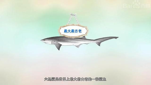 科学家用数10年时间发现的新鲨鱼物种,其祖先比恐龙更古老!