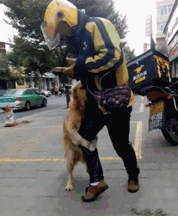 壁纸 动物 狗 狗狗 258_313 gif 动态图 动图