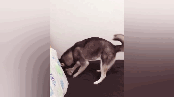 壁纸 动物 狗 狗狗 560_314 gif 动态图 动图