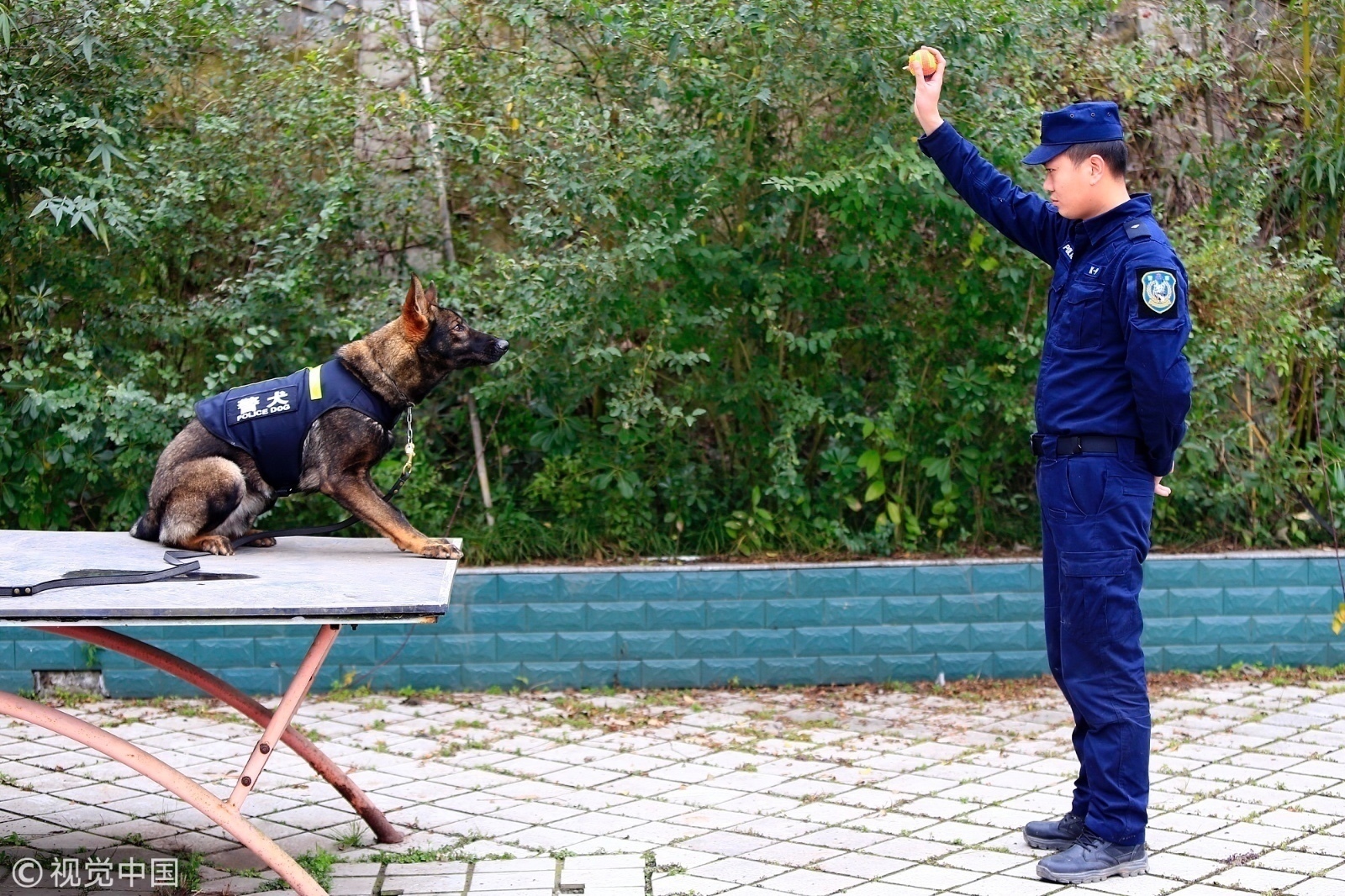 四川训导员年前坚持训警犬 护卫市民平安