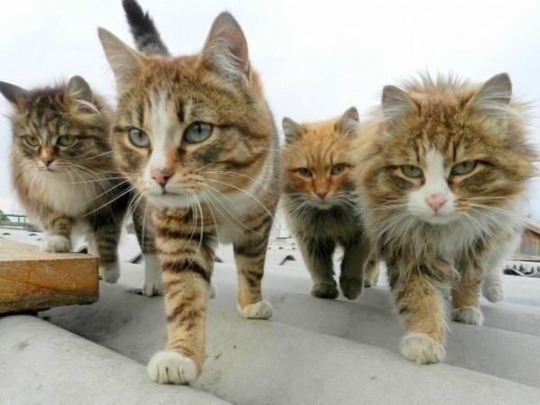 猫咪大佬集体出游,霸气扫街太威风,傲娇的喵星人们
