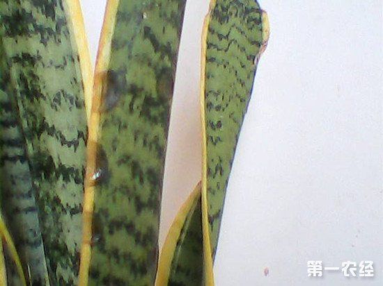 虎皮兰叶子烂掉的原因和解决方法图片
