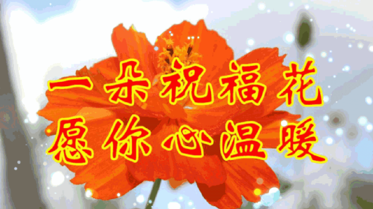 早晨安好!送你八朵祝福花,愿你一天到晚乐开花