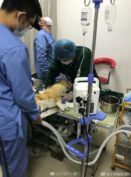 柯基剖腹产命断手术台,宠物医院称狗有心脏病|新闻日志
