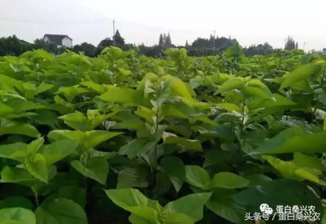 蛋白桑:粮改饲蛋白桑种植赚钱机遇来了,你富了吗?