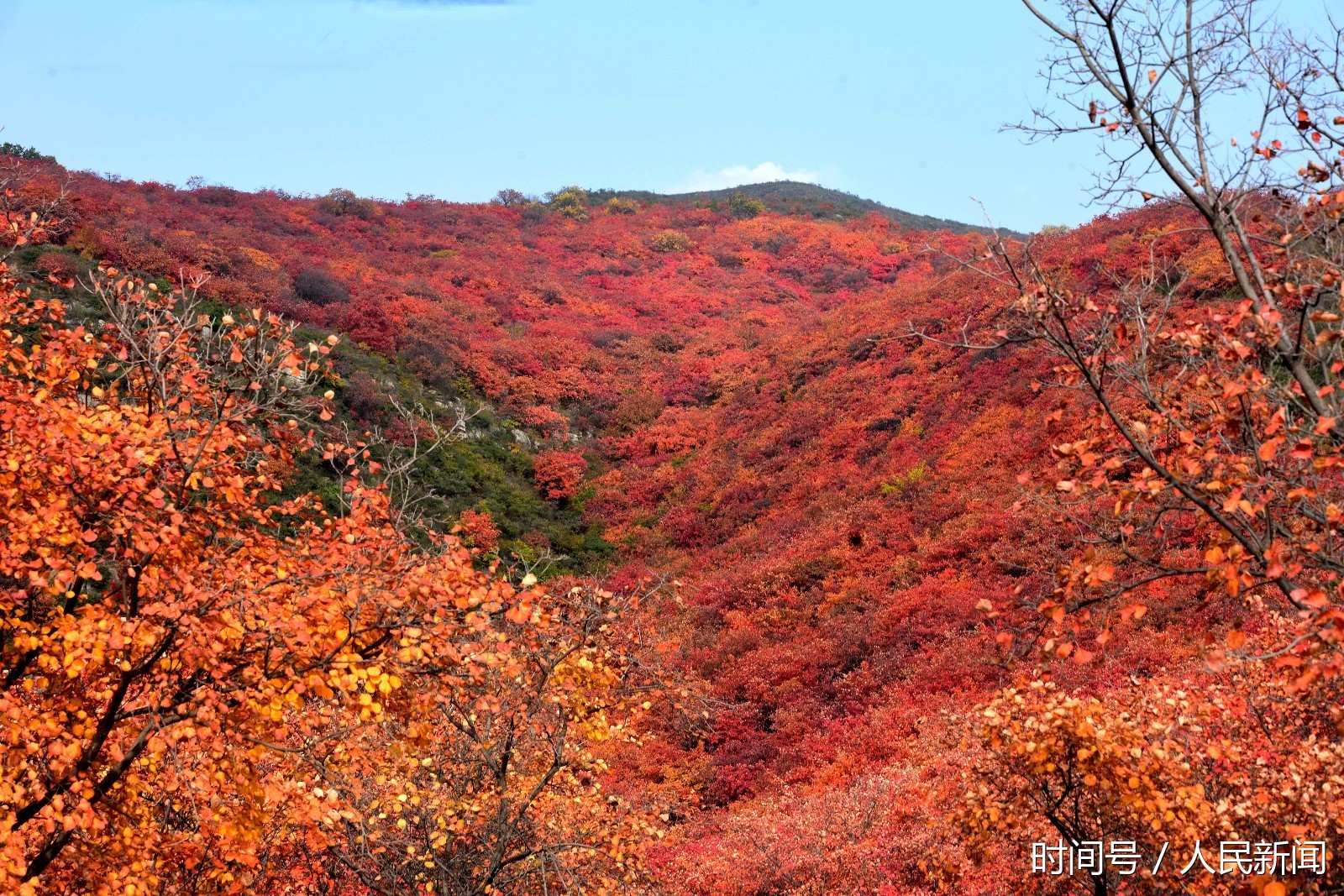 红叶正当时 心中的风景 汝州大峪镇满山红叶等你来