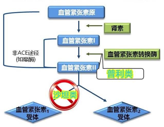 我们知道,血管紧张素Ⅱ是有活性的,可以使血管收缩,使醛固酮升高引起