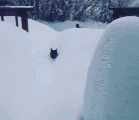 当猫咪遇上雪,就像猫咪吃了猫薄荷,哈士奇遇上