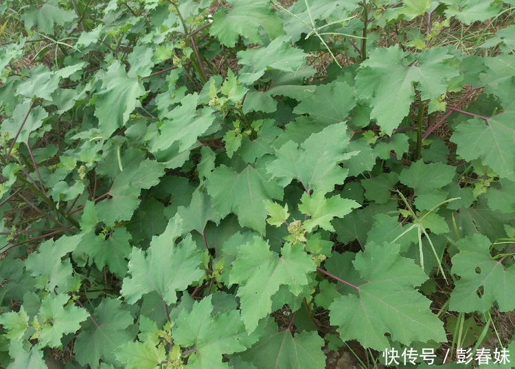 乡村这野菜,个个是宝 长得像大蒜,能防止动脉硬化