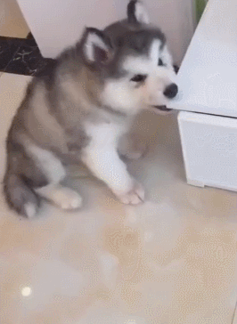 壁纸 动物 狗 狗狗 266_364 竖版 竖屏 手机 gif 动态图 动图