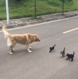 壁纸 动物 狗 狗狗 296_302 gif 动态图 动图