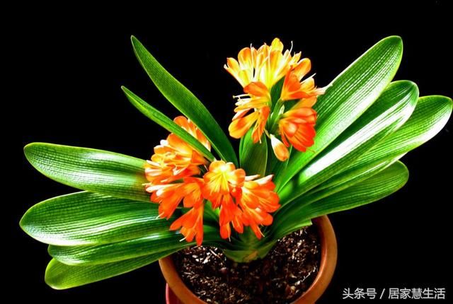 能给人带来好运的花,你家里有吗