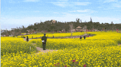 等翔安香山的油菜花田绚烂成海