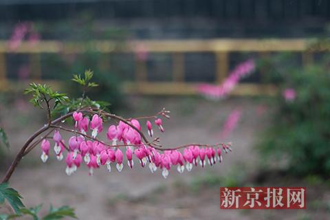 圆明园牡丹进入盛花期 游客雨中赏花自拍