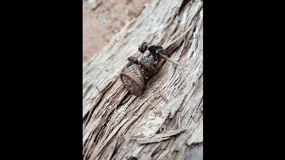 据资料记载,里氏盘腹蛛不像普通的