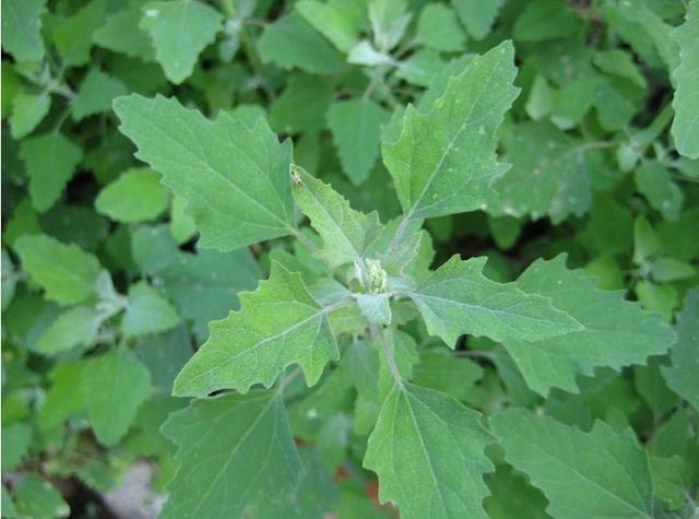 又到了挖野菜的季节,你了解各种野菜的禁忌和正确的吃法吗?