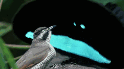 壁纸 动物 鸟 鸟类 雀 400_225 gif 动态图 动图