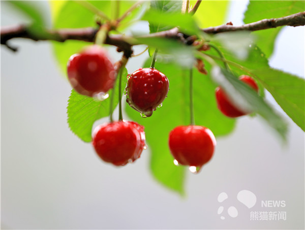 让人垂涎欲滴!茂县甜樱桃红了 游客采摘正当时