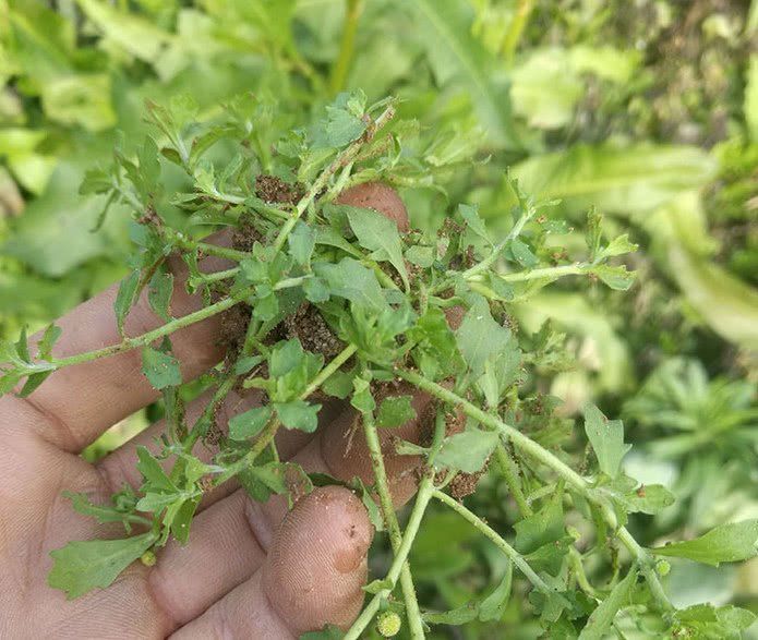 不管鼻炎多厉害,一把鹅仔不食草加它就搞定!