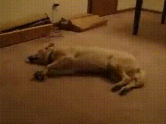 让人捧腹大笑 这些瞬间会让你非常难忘 不知道你的狗狗也会这么搞笑不