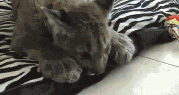 搞笑gif图:有这样的媳妇和女儿,这一生别无他求了!