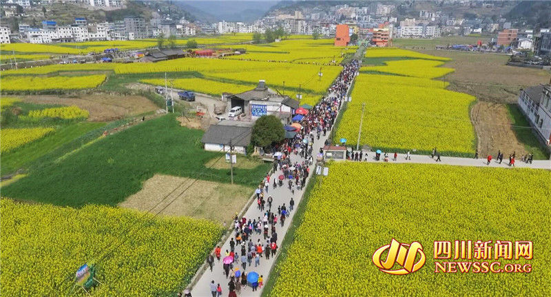 泸州双沙菜花旅游文化开放月开幕 上万游客赏花如过年