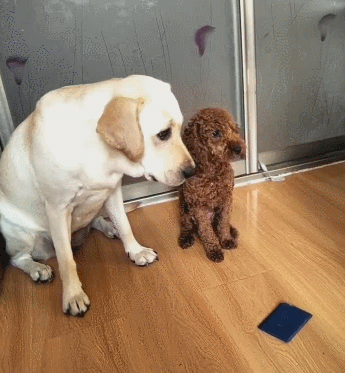 泰迪被主人拿棍子打,一旁的拉布拉多合伙怒怼主人!