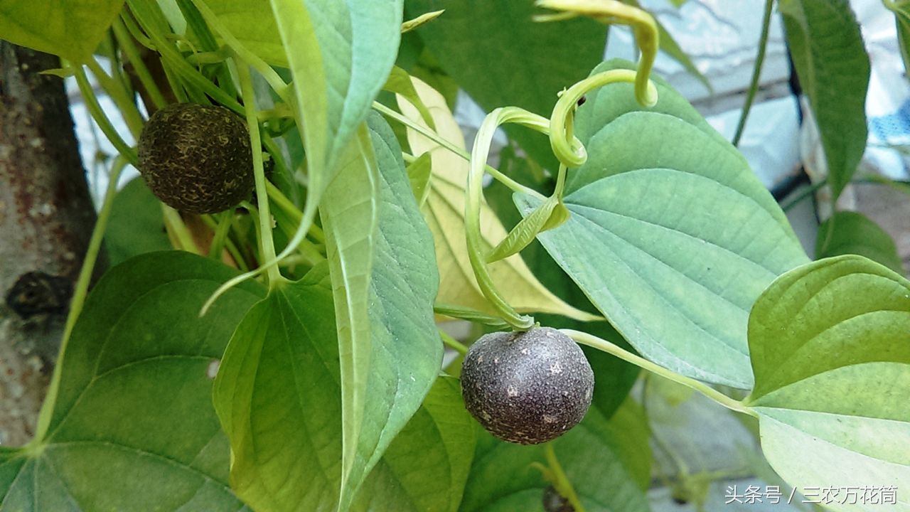 虽然也很能爬秧,叶子跟山药也非常像,但滕上面结的果,比山药豆大太多