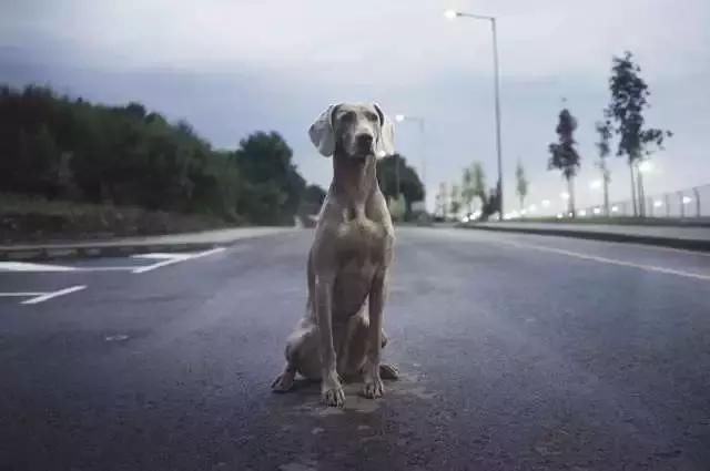 这只漂亮的大灰狗,曾经是大型猎物的克星