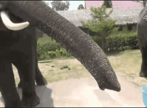 搞笑gif:家里有这样的小媳妇也是遭罪啊!