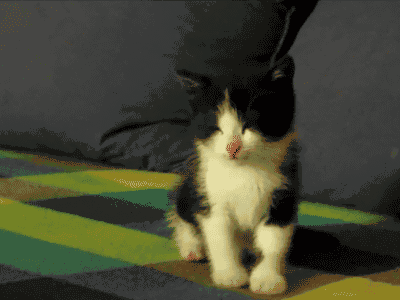 最新一期内涵爆笑动图 妹子,你就这么喜欢这床?